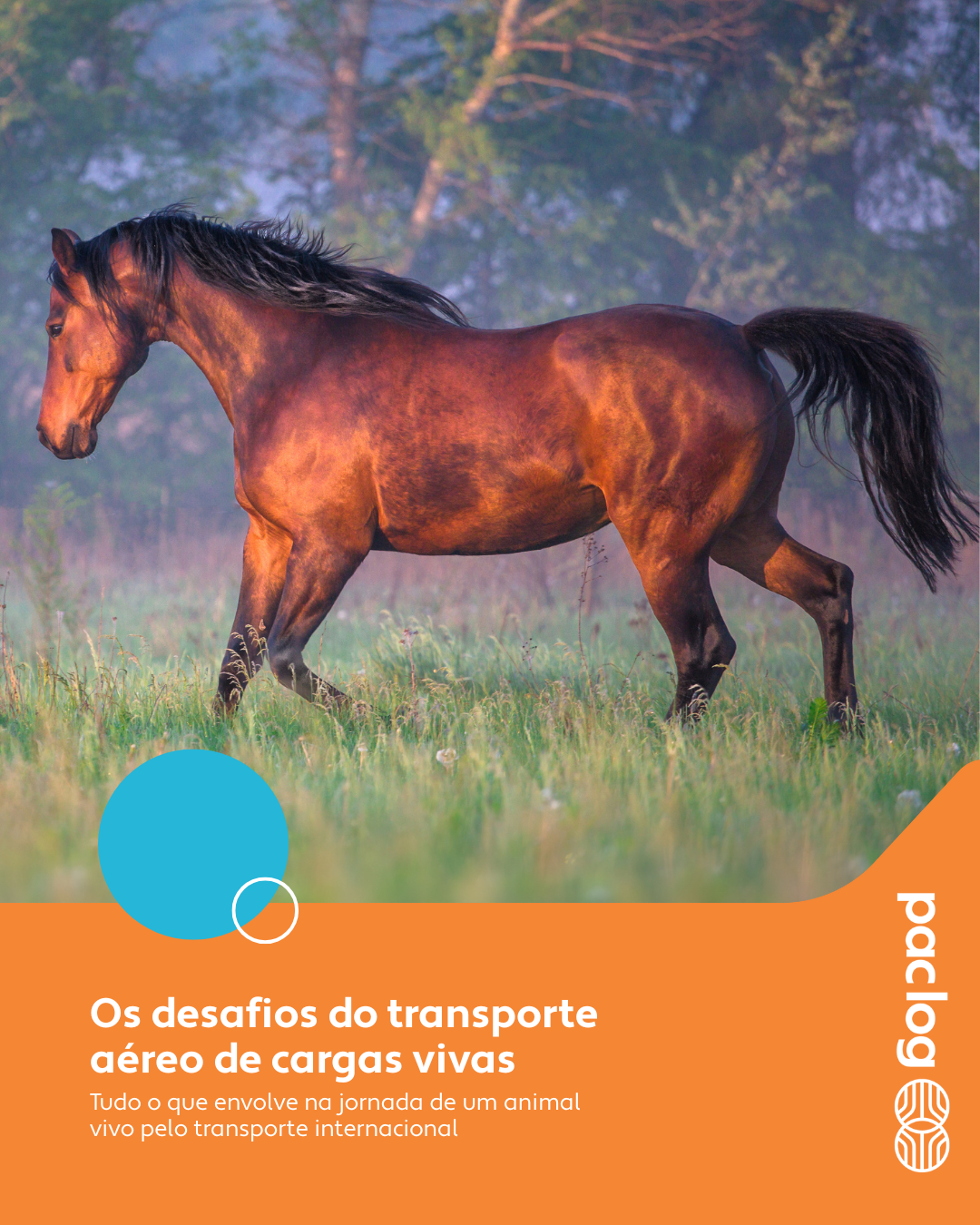 Os desafios do transporte aéreo de cargas vivas