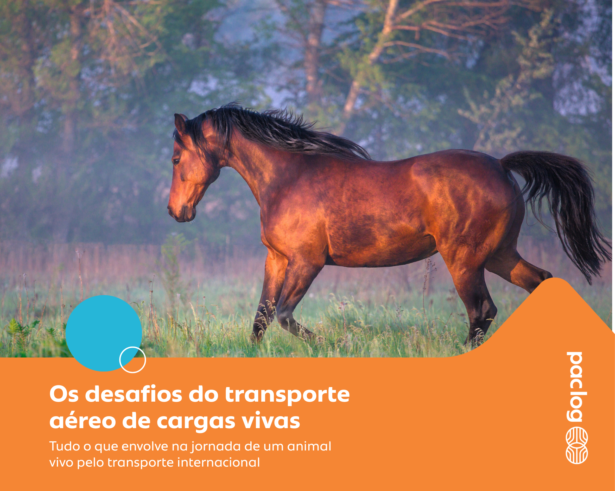 Os desafios do transporte aéreo de cargas vivas